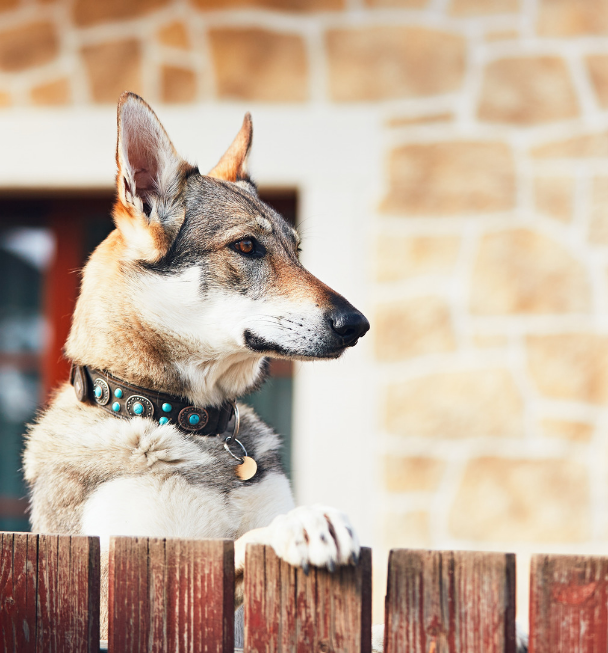 chien de garde